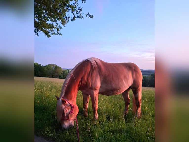 Haflinger Caballo castrado 6 años 160 cm Alazán in Bad Brückenau