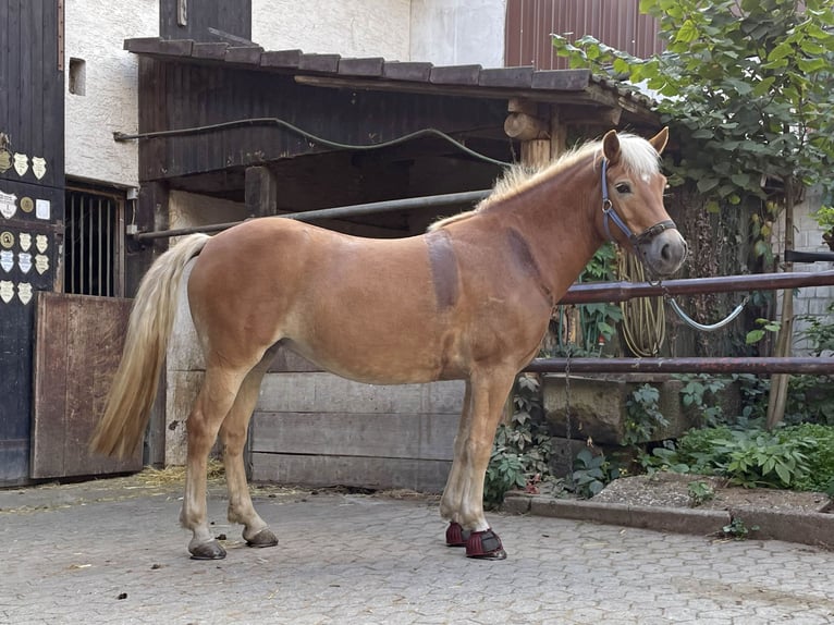 Haflinger Caballo castrado 6 años Alazán in Buseck