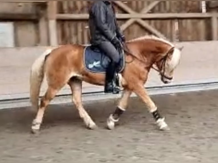 Haflinger Caballo castrado 6 años in Altenstadt