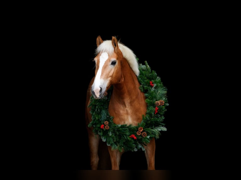 Haflinger Caballo castrado 6 años in Altenstadt