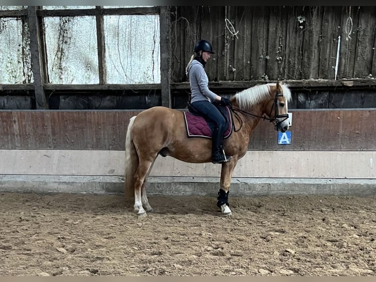 Haflinger Caballo castrado 6 años in Altenstadt