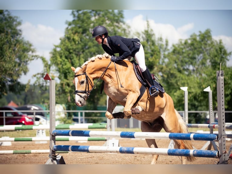 Haflinger Caballo castrado 6 años in Altenstadt