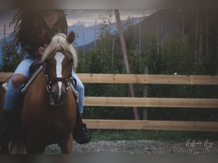 Haflinger Caballo castrado 6 años in Nauders