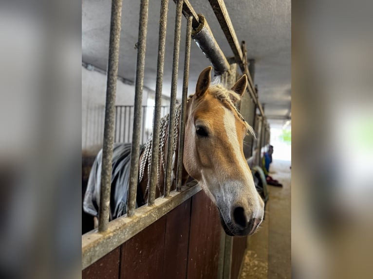 Haflinger Caballo castrado 6 años  in Ebenfurth