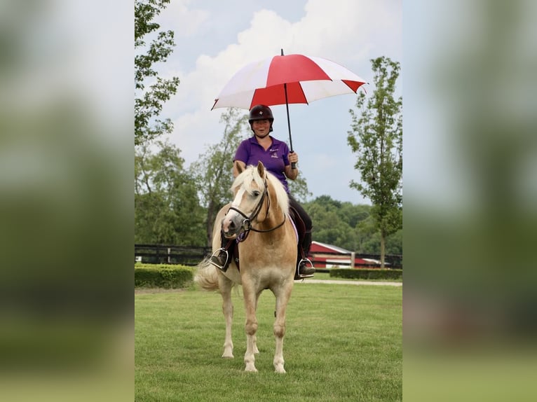 Haflinger Caballo castrado 6 años Palomino in Highland MI