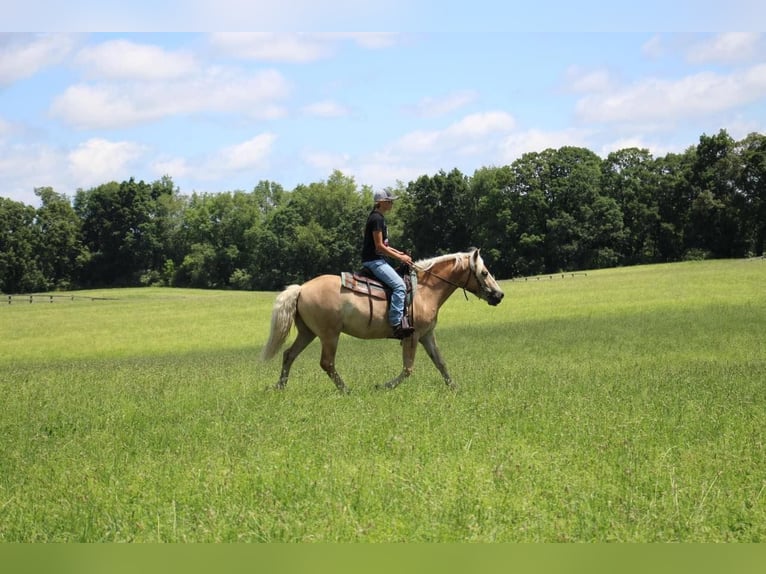 Haflinger Caballo castrado 6 años Palomino in Highland MI