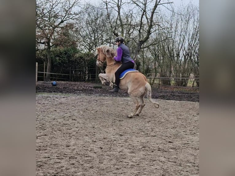Haflinger Caballo castrado 7 años 143 cm Alazán rojizo in Westerstede