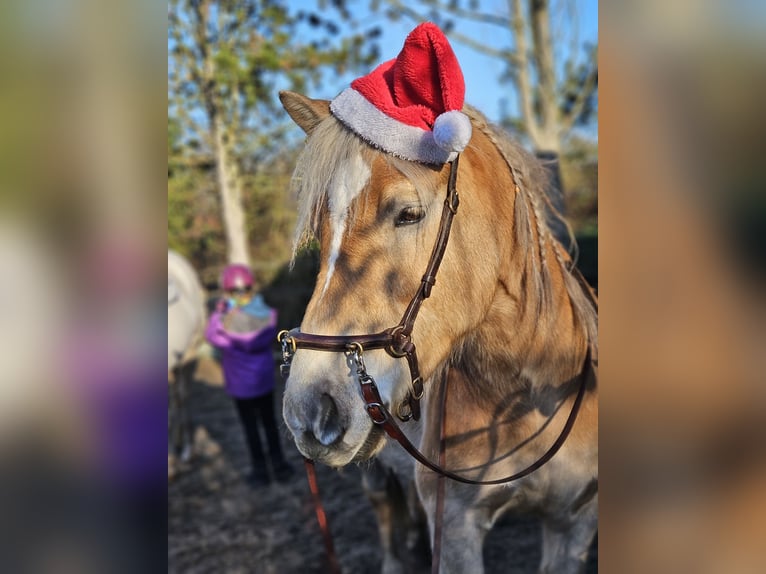 Haflinger Caballo castrado 7 años 143 cm Alazán rojizo in Westerstede