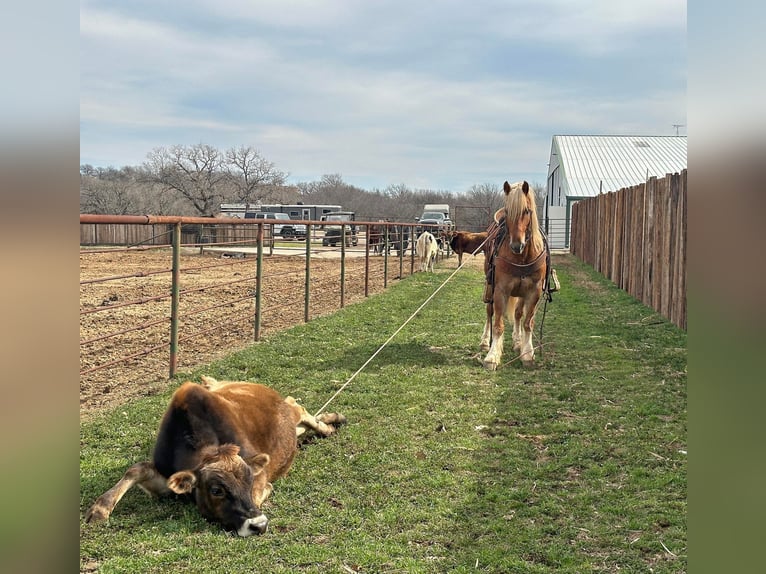 Haflinger Caballo castrado 7 años 145 cm Alazán-tostado in Jacksboro TX