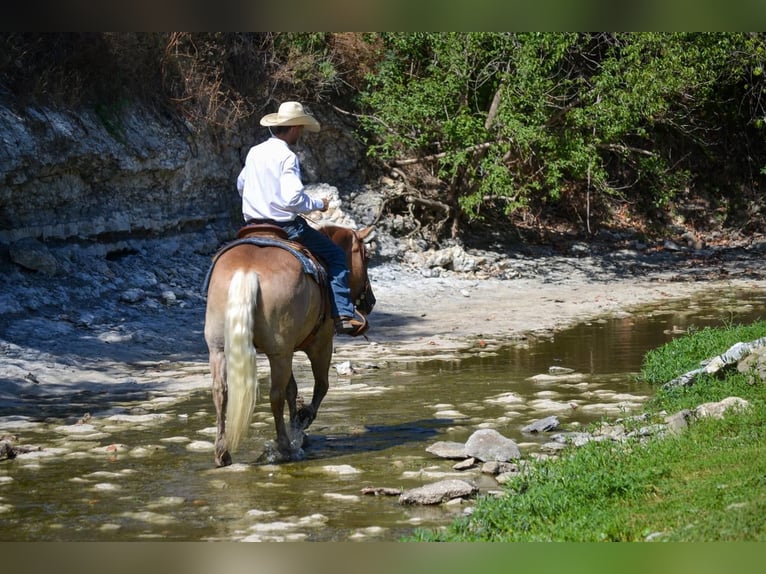 Haflinger Caballo castrado 7 años 145 cm Palomino in Stephenville, TX