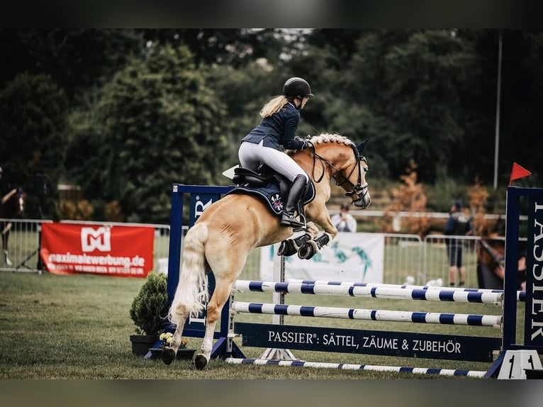 Haflinger Caballo castrado 7 años 146 cm Alazán in Hannover