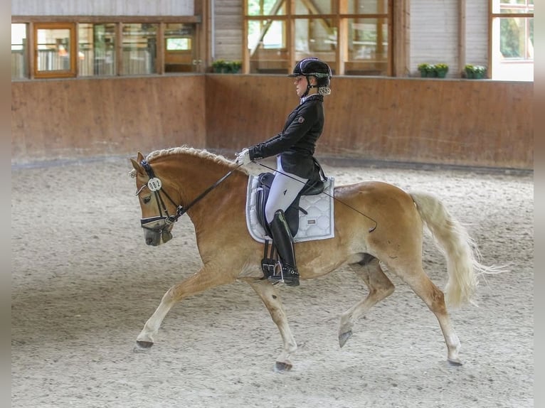Haflinger Caballo castrado 7 años 146 cm Alazán in Hannover