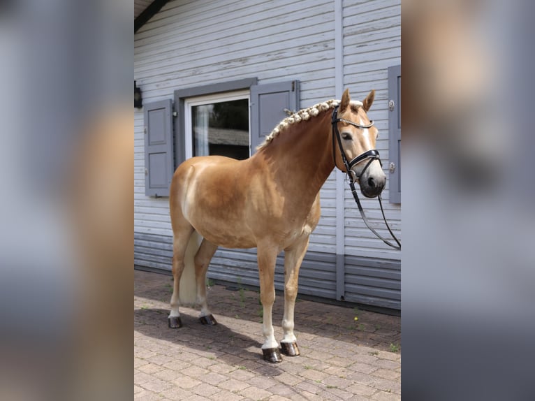Haflinger Caballo castrado 7 años 146 cm Alazán in Hannover