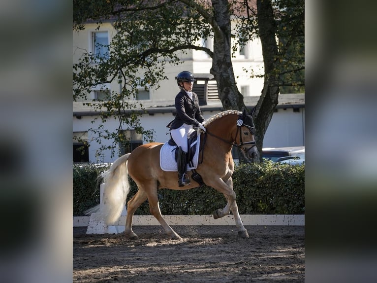 Haflinger Caballo castrado 7 años 146 cm Alazán in Hannover