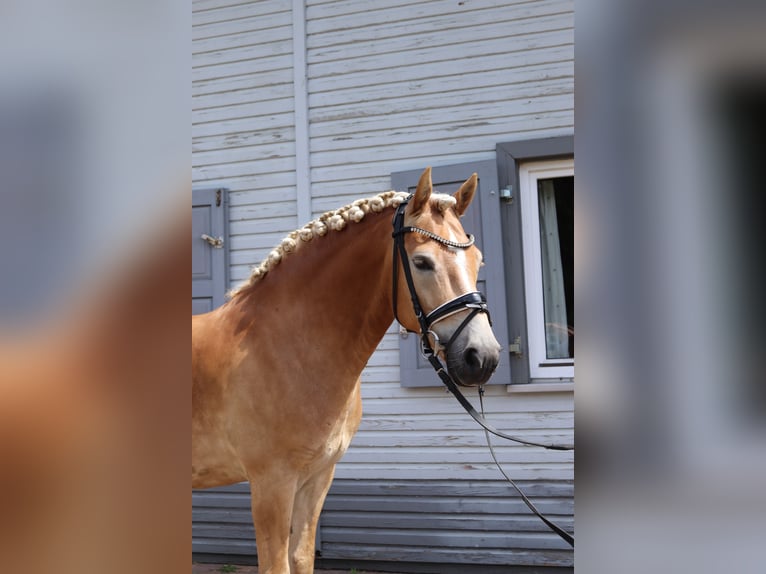 Haflinger Caballo castrado 7 años 146 cm Alazán in Hannover