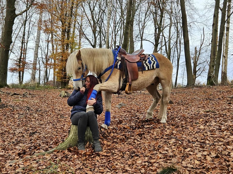 Haflinger Caballo castrado 7 años 146 cm Alazán in Linkenbach