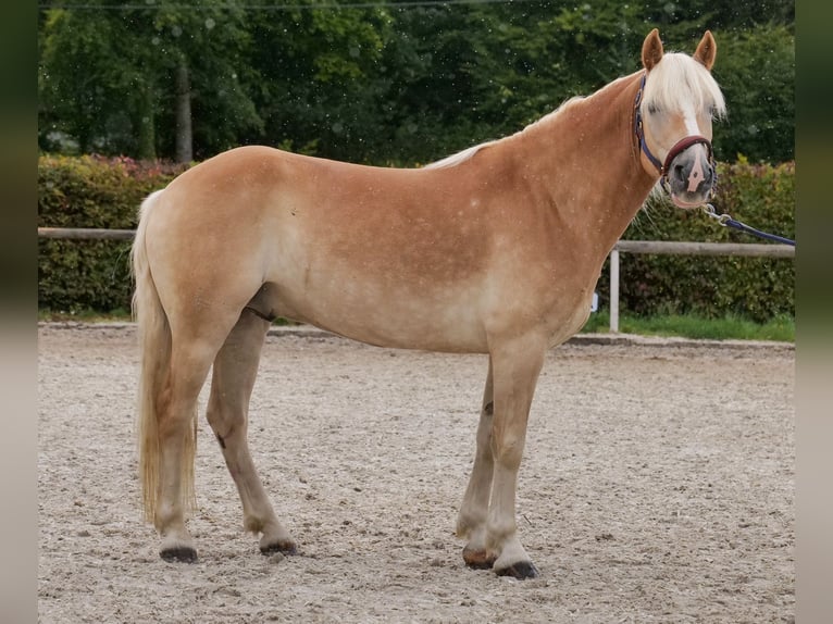 Haflinger Caballo castrado 7 años 147 cm Alazán in Neustadt (Wied)