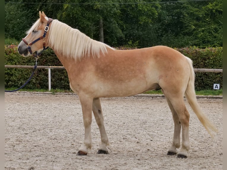 Haflinger Caballo castrado 7 años 147 cm Alazán in Neustadt (Wied)