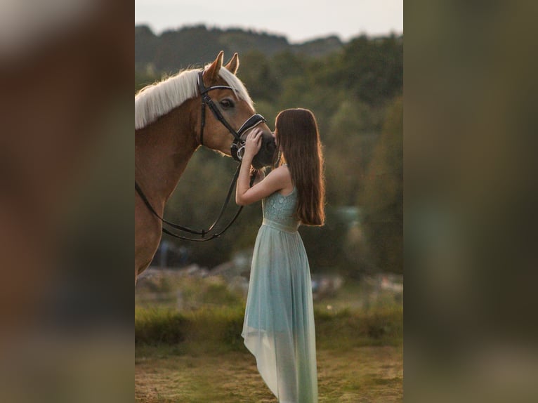 Haflinger Caballo castrado 7 años 148 cm Alazán in Elsoff