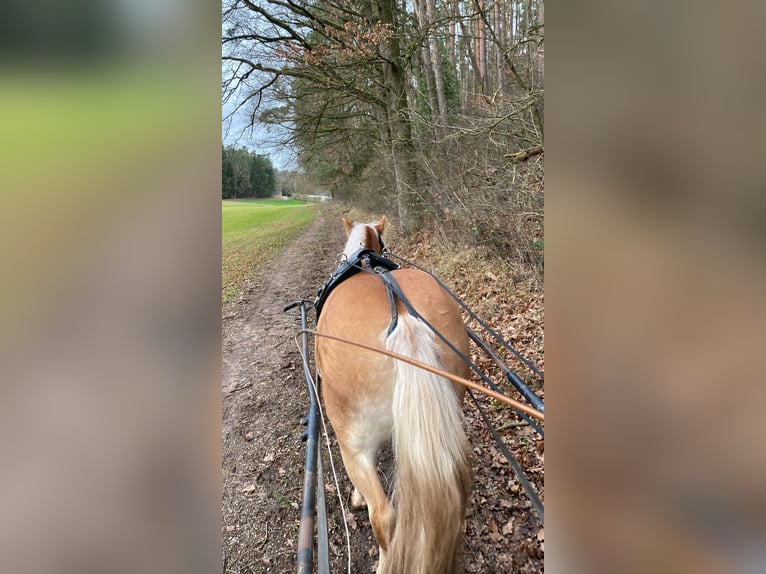Haflinger Caballo castrado 7 años 148 cm in Fürth