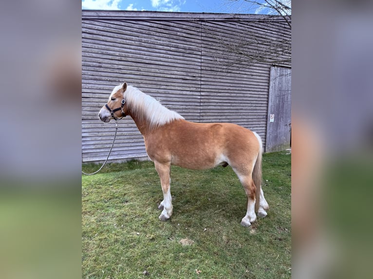Haflinger Caballo castrado 7 años 150 cm Alazán in Pirna
