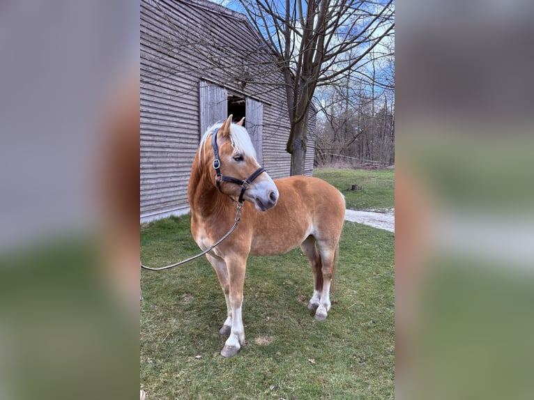Haflinger Caballo castrado 7 años 150 cm Alazán in Pirna