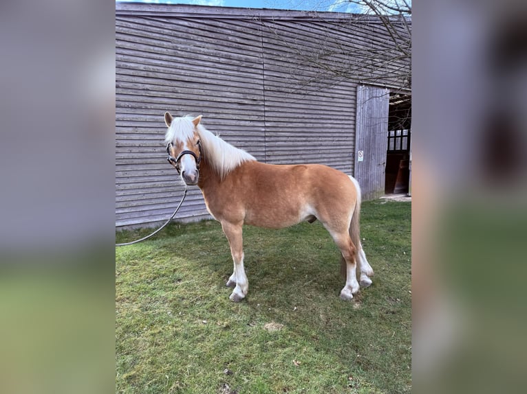 Haflinger Caballo castrado 7 años 150 cm Alazán in Pirna