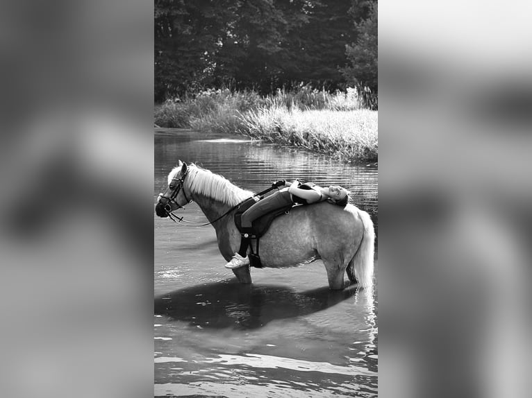 Haflinger Caballo castrado 7 años 150 cm Alazán in Mengerskirchen