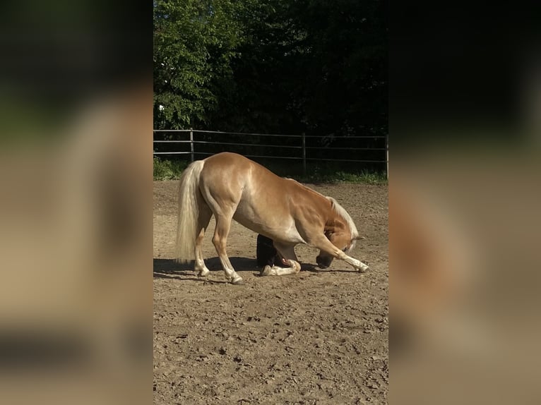 Haflinger Caballo castrado 7 años 150 cm Alazán in Mengerskirchen