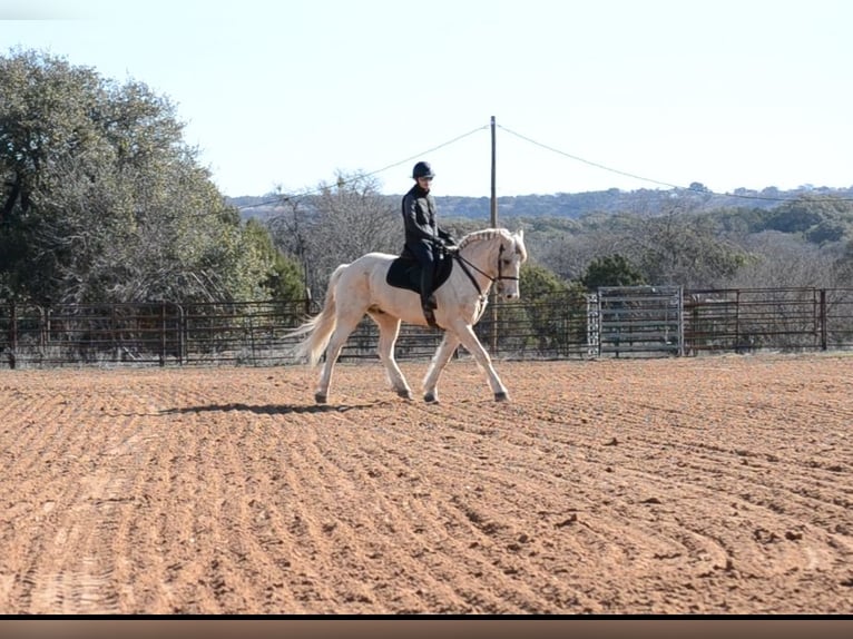 Haflinger Mestizo Caballo castrado 7 años 150 cm Palomino in Killeen, TX