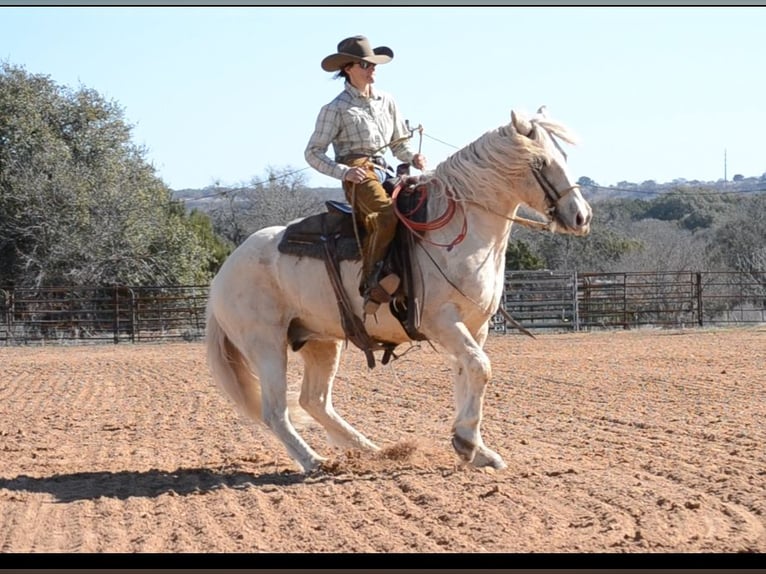 Haflinger Mestizo Caballo castrado 7 años 150 cm Palomino in Killeen, TX