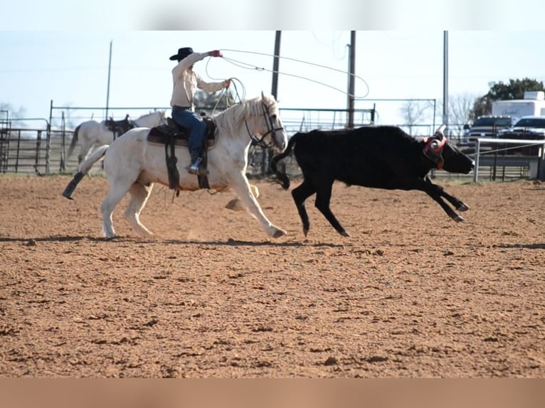 Haflinger Mestizo Caballo castrado 7 años 150 cm Palomino in Killeen, TX