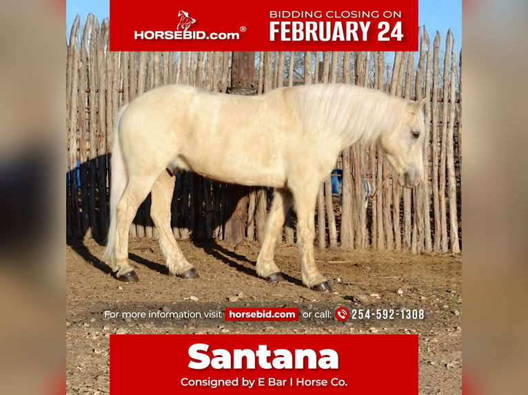 Haflinger Mestizo Caballo castrado 7 años 150 cm Palomino in Killeen, TX