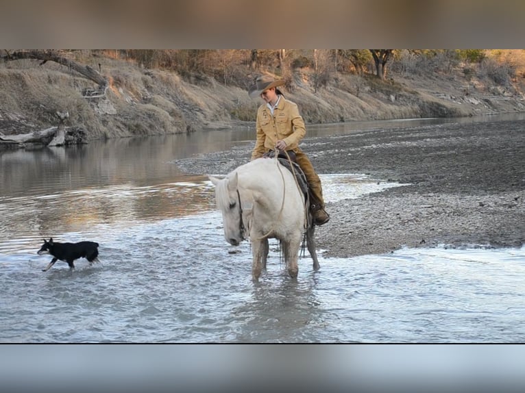 Haflinger Mestizo Caballo castrado 7 años 150 cm Palomino in Killeen, TX