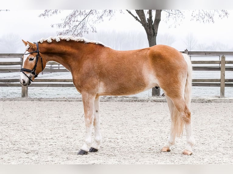 Haflinger Caballo castrado 7 años 155 cm Alazán in Riedstadt