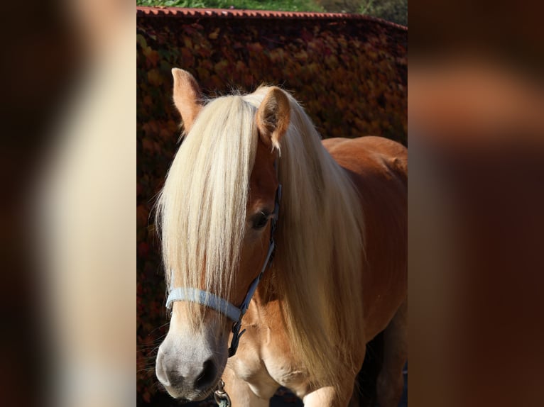 Haflinger Caballo castrado 7 años 156 cm Alazán in Leutschach