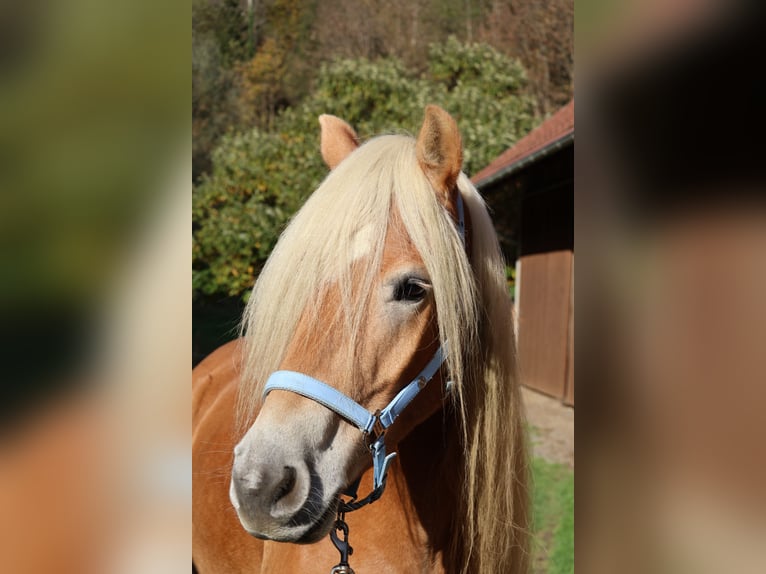 Haflinger Caballo castrado 7 años 156 cm Alazán in Leutschach
