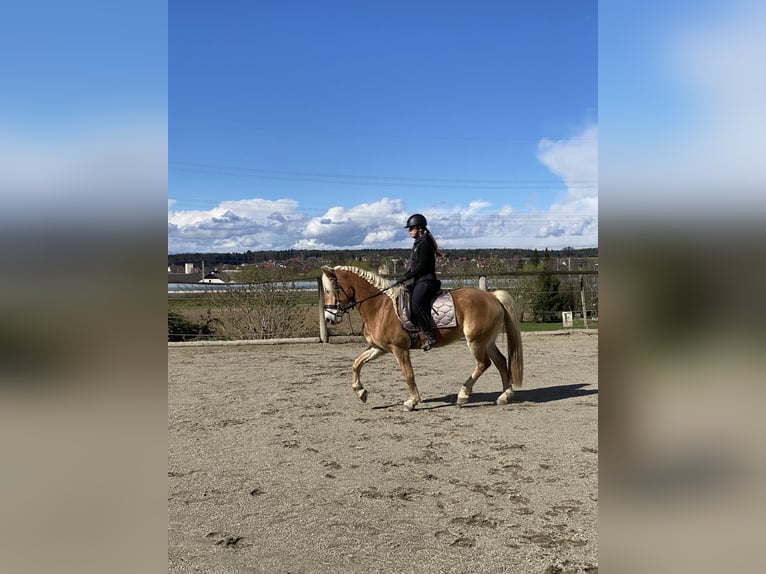 Haflinger Caballo castrado 7 años 156 cm Alazán in Leutschach