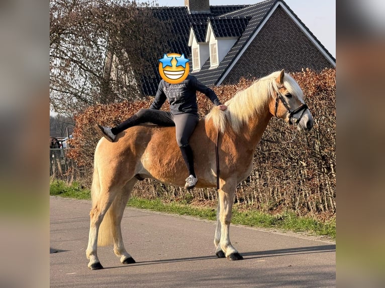Haflinger Caballo castrado 7 años 161 cm Palomino in Someren