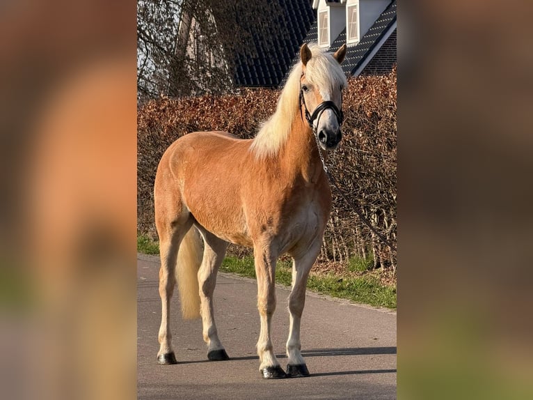 Haflinger Caballo castrado 7 años 161 cm Palomino in Someren