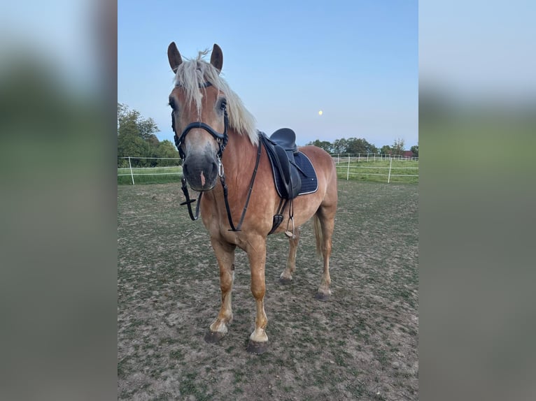 Haflinger Caballo castrado 7 años 162 cm Palomino in Dobersberg