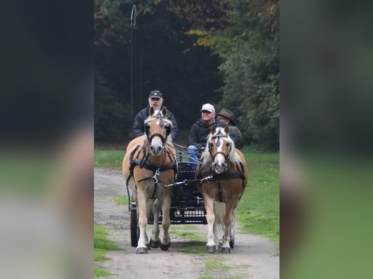 Haflinger Caballo castrado 7 años 163 cm Alazán in Telgte