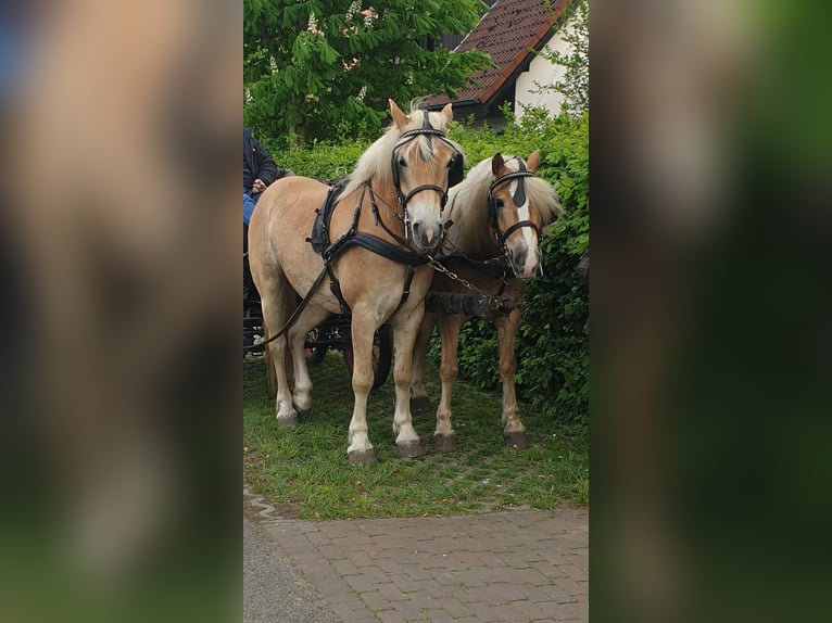 Haflinger Caballo castrado 7 años 163 cm Alazán in Telgte