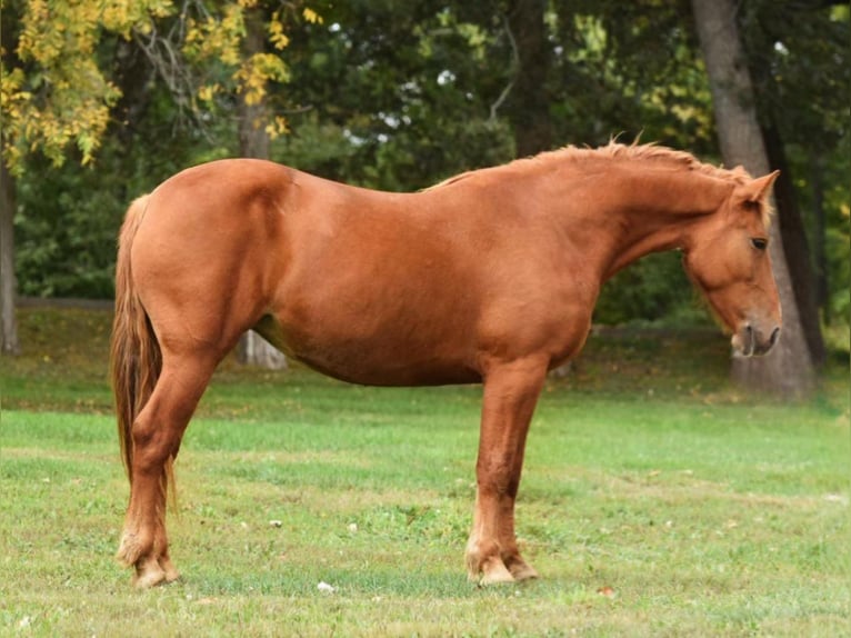 Haflinger Caballo castrado 7 años Alazán rojizo in Van Horne IA