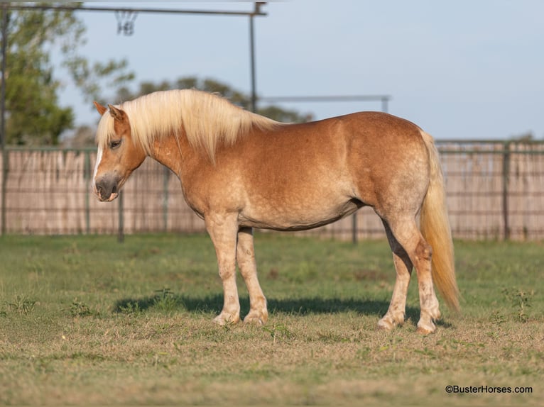 Haflinger Caballo castrado 8 años 142 cm Alazán-tostado in Weatherford TX