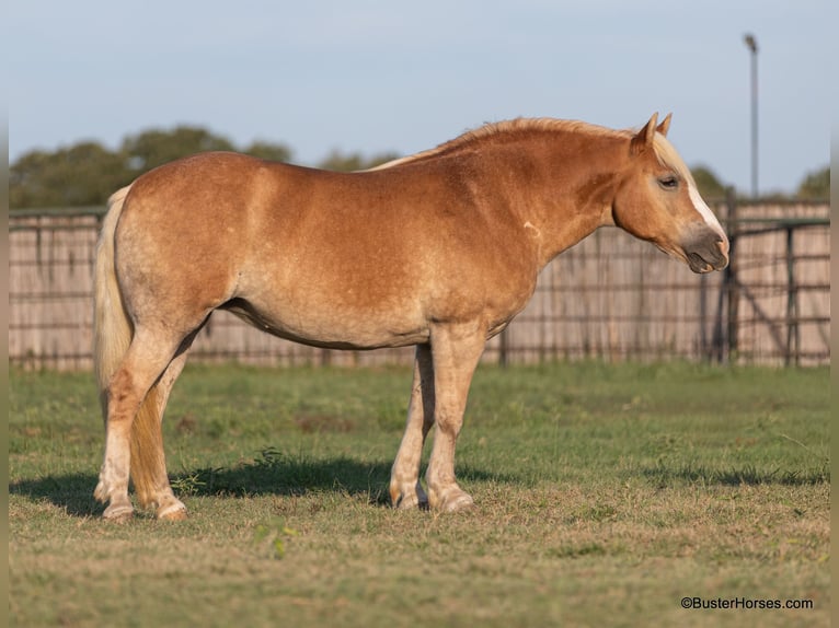 Haflinger Caballo castrado 8 años 142 cm Alazán-tostado in Weatherford TX