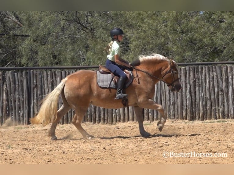 Haflinger Caballo castrado 8 años 142 cm Alazán-tostado in Weatherford TX