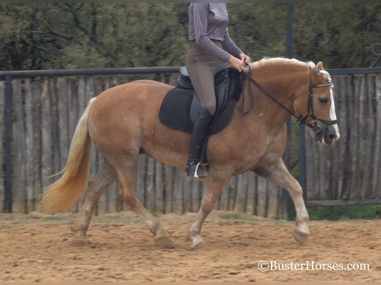 Haflinger Caballo castrado 8 años 142 cm Alazán-tostado in Weatherford TX