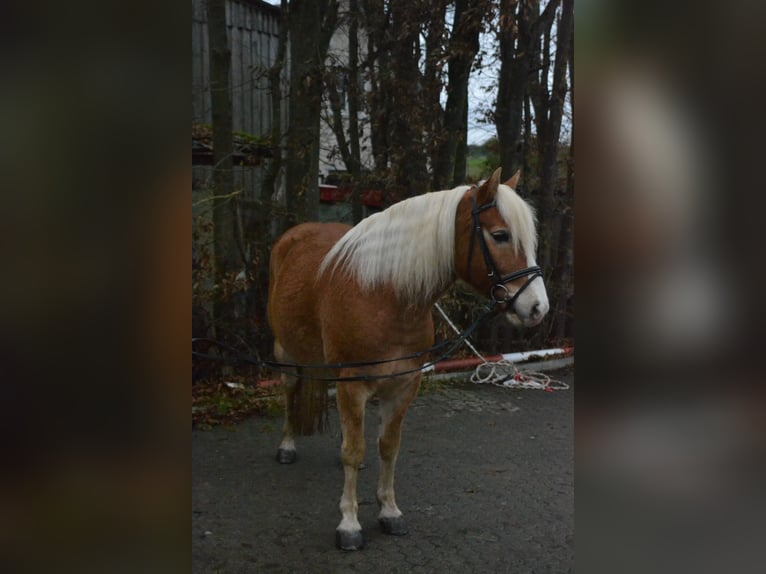 Haflinger Caballo castrado 8 años 143 cm Alazán in Würzburg