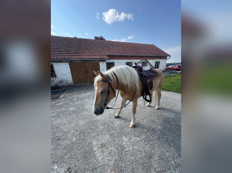 Haflinger Caballo castrado 8 años 143 cm Palomino in Landsberg am Lech